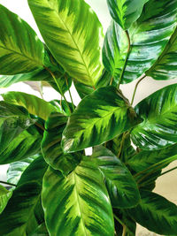 Close-up of fresh green leaves