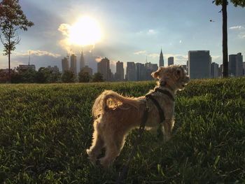 Rear view of hairy dog standing in grass against cloudy sky