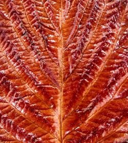 Full frame shot of a leaf