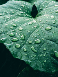 Close-up of raindrops on leaves