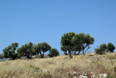Trees of the olive on field against clear blue sky