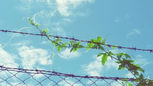 Low angle view of flowers against blue sky