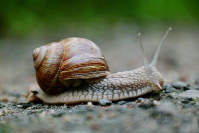 Close-up of snail on field