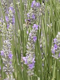 Close-up of purple flowering plants on field