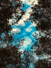Low angle view of trees against sky