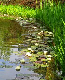 Reflection of trees in pond