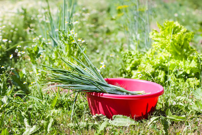 Green onion in a plastic cup on fresh vegetable background growing on the kitchen-garden. 