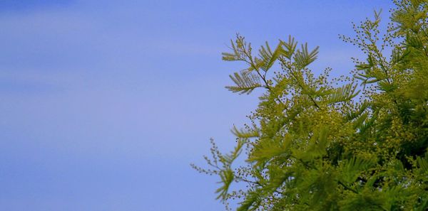 Low angle view of tree against blue sky