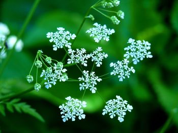 Close-up of white flowering plant