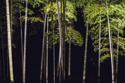 Bamboo trees in forest