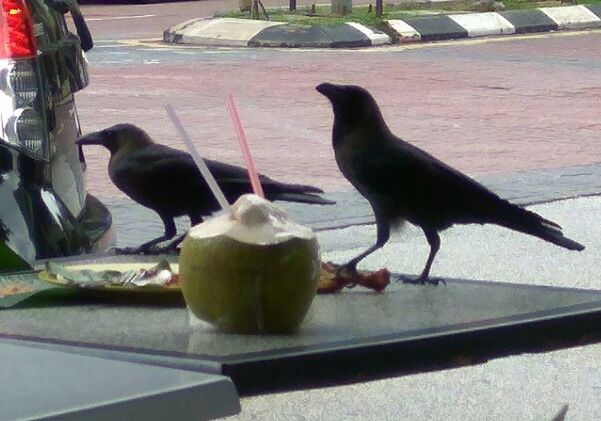 Refreshing coconut and two crows