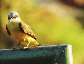 Close-up of bird perching on leaf