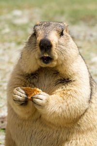 Portrait of lion eating food