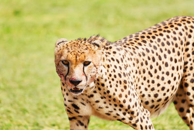 Portrait of a giraffe