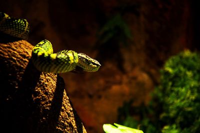 Close-up of lizard on tree