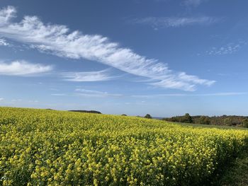 Scenic view of oilseed rape field against sky