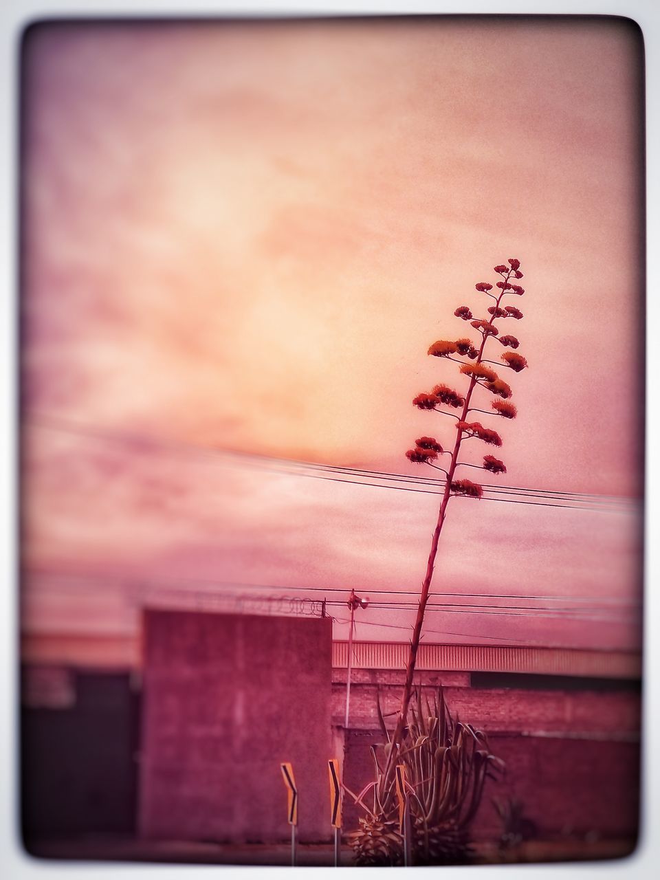 LOW ANGLE VIEW OF PLANT AGAINST BUILDING