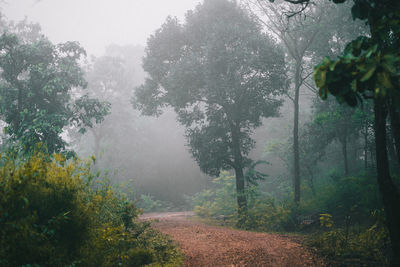 Road amidst trees in forest