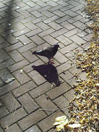 High angle view of bird