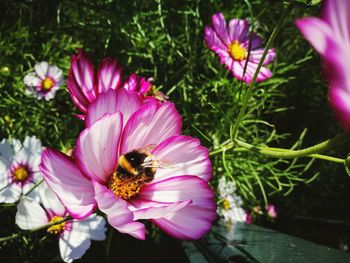 Close-up of bee pollinating on pink flower