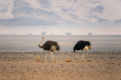 View of ostrich on sand at beach against sky