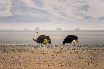 View of birds on sand at beach against sky