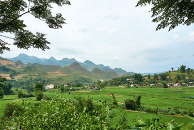 Scenic view of agricultural field against sky