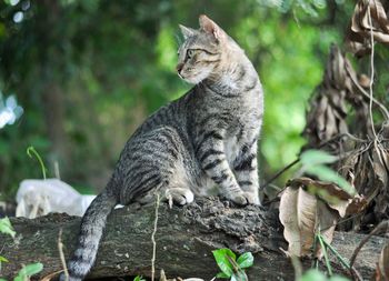 Cat sitting on a tree