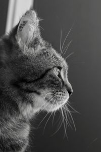 Close-up of a cat looking away