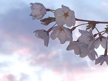 Low angle view of cherry blossom against sky