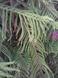 Full frame shot of plants