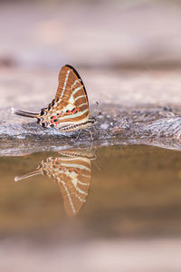 Close-up of butterfly on wood