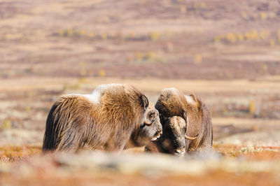 Musk ox animals standing in autumn landscape, norway