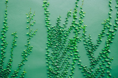 Full frame shot of wet leaf against wall