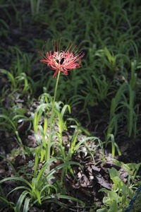 Close-up of flowers blooming in field