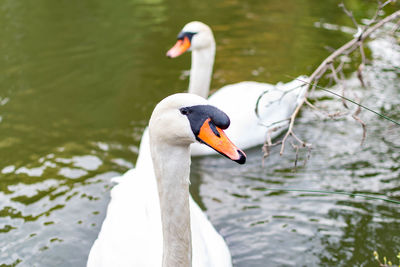 Swan swimming in lake