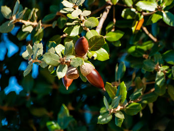 Close-up of red berries on tree