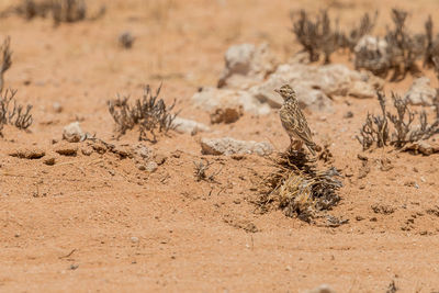 View of a bird on sand