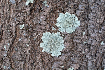 Close-up of snow on tree trunk