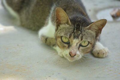 Close-up portrait of cat lying on floor