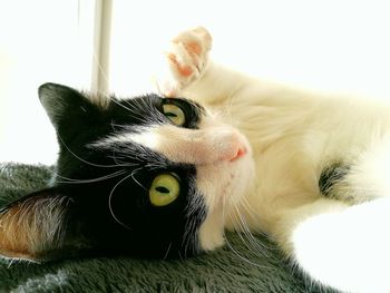 Close-up portrait of cat relaxing