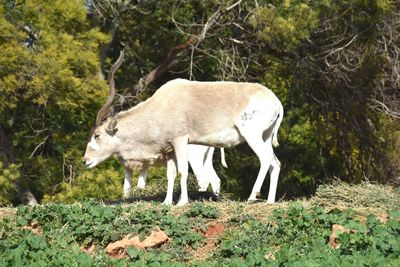 Side view of horse standing on field