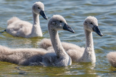 Swans swimming in lake