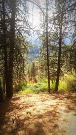 Trees in forest