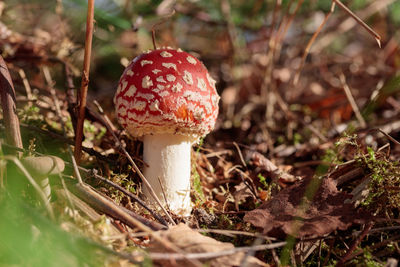 Close-up of fly agaric mushroom growing on field