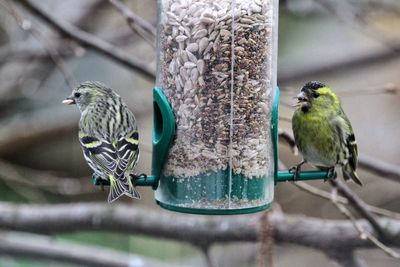 Close-up of birds on feeder