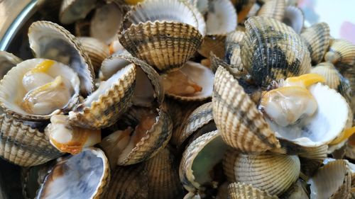 Close-up of shells