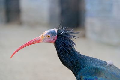 Close-up of a bird