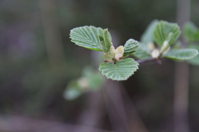 Close-up of leaves growing on branch
