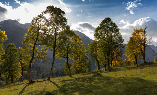 Trees in forest against sky